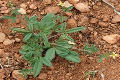 Cleome aspera